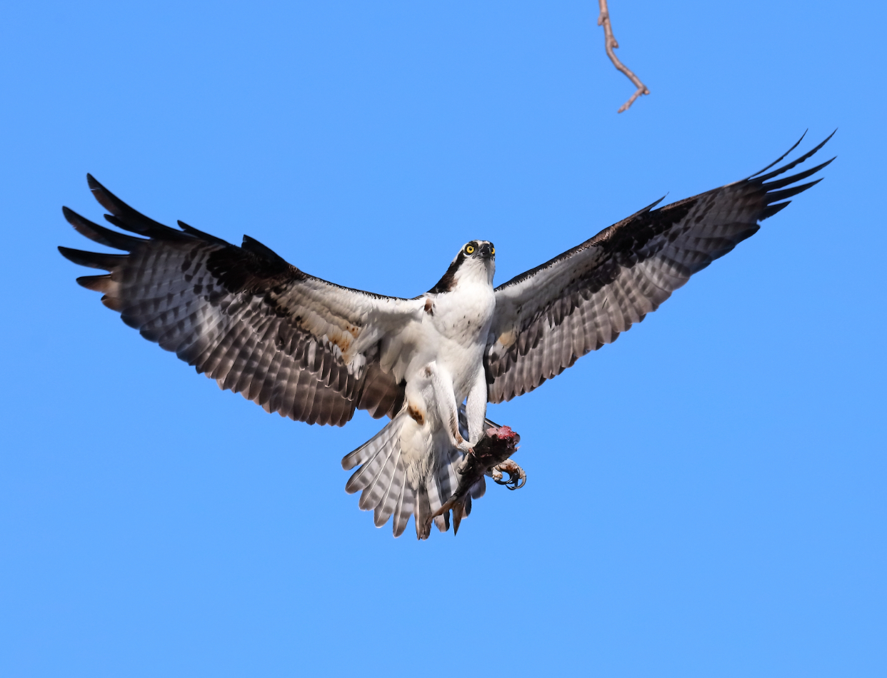 2019 04 06 HTP 90519 (2)
